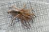 Drassodes sp.
